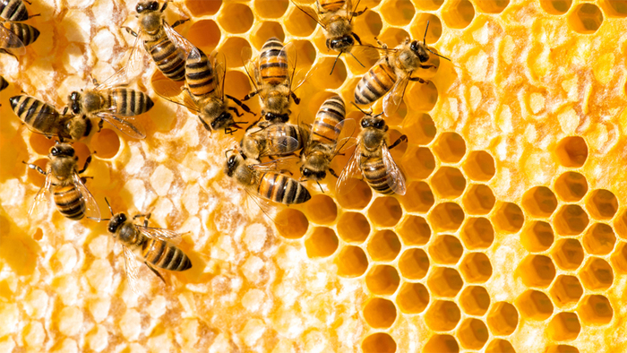 các loại mật ong rừng