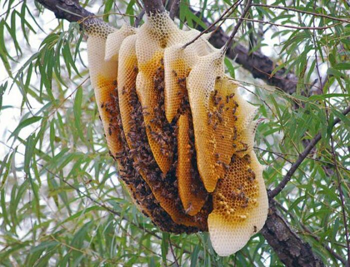 giá 1 lít mật ong rừng