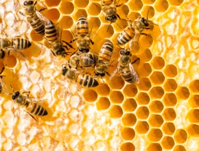 Đừng bỏ lỡ cơ sở chuyên bán các loại mật ong rừng chuẩn 100%