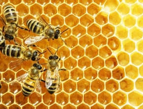 Cách uống saffron ngâm mật ong để giảm cân hiệu quả