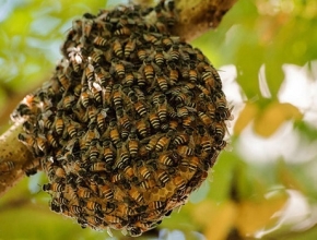 Có nên pha mật ong với nước sôi được không?